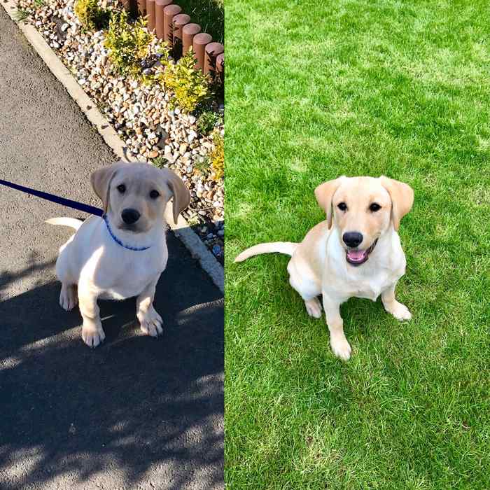 Lily's first walk.  She soon gained confidence with all situations.  