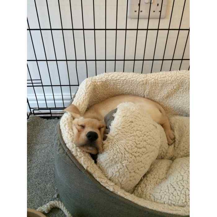 Once home she enjoyed nothing more than plenty play followed by sleep!