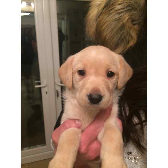 Picking Lily up to come home fro her first night